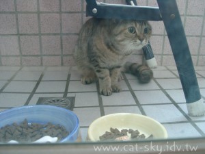 20040801-cats7.JPG, 22 KB