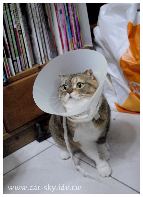 換給糖糖戴一下, 糖糖妳沒戴過小花吧？！