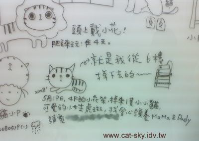 從6樓頂掉下來一隻小呆虎斑貓