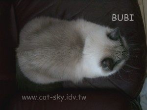 bubi-滑鼠貓