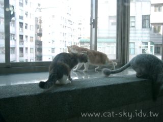 貓咪的專屬陽台超大景觀套房喔!
