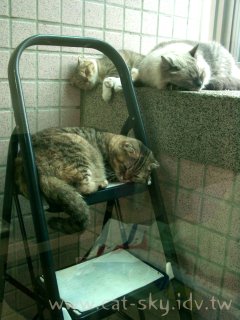 20041003天氣變冷了~還是睡覺最好嘍~