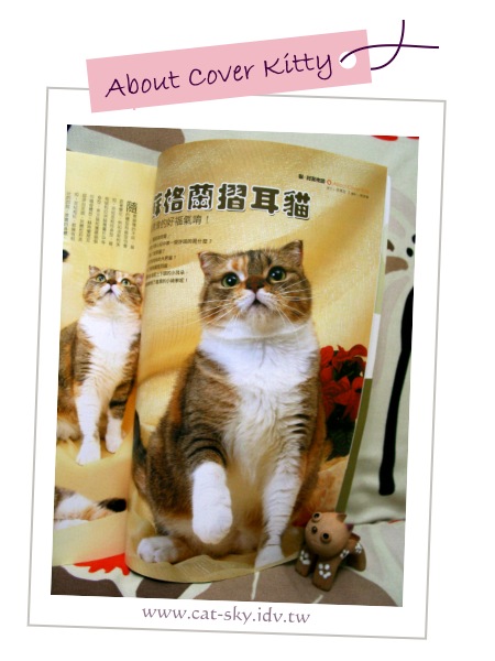 貓  封面物語  小肥糖