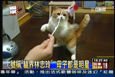 貓咪泡澡卡哇伊-愛泡澡貓糖糖上三立新聞嘍!