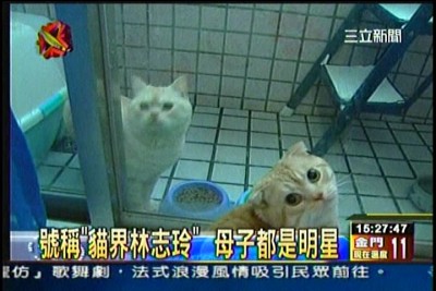 貓咪泡澡卡哇伊-愛泡澡貓糖糖上三立新聞嘍!