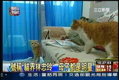 貓咪泡澡卡哇伊-愛泡澡貓糖糖上三立新聞嘍!
