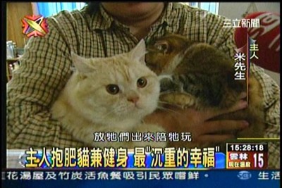 貓咪泡澡卡哇伊-愛泡澡貓糖糖上三立新聞嘍!