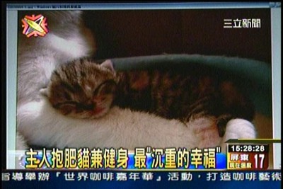 貓咪泡澡卡哇伊-愛泡澡貓糖糖上三立新聞嘍!