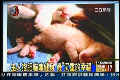 貓咪泡澡卡哇伊-愛泡澡貓糖糖上三立新聞嘍!