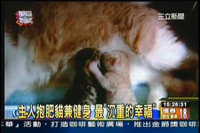 貓咪泡澡卡哇伊-愛泡澡貓糖糖上三立新聞嘍!