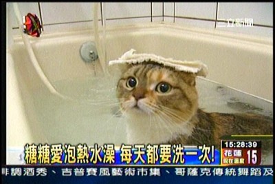 貓咪泡澡卡哇伊-愛泡澡貓糖糖上三立新聞嘍!