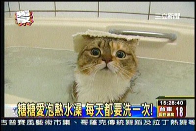 貓咪泡澡卡哇伊-愛泡澡貓糖糖上三立新聞嘍!