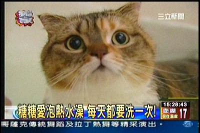 貓咪泡澡卡哇伊-愛泡澡貓糖糖上三立新聞嘍!