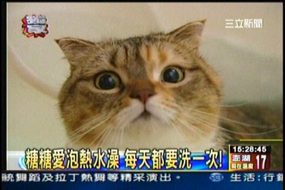 貓咪泡澡卡哇伊-愛泡澡貓糖糖上三立新聞嘍!