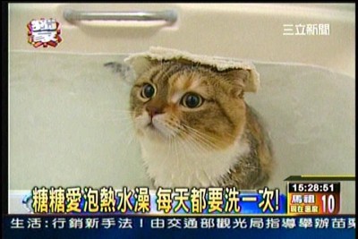 貓咪泡澡卡哇伊-愛泡澡貓糖糖上三立新聞嘍!
