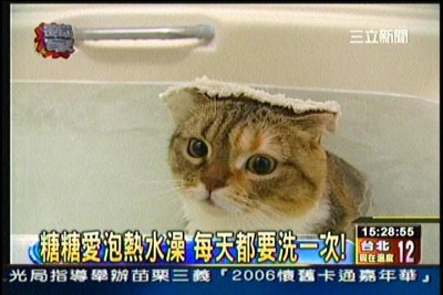貓咪泡澡卡哇伊-愛泡澡貓糖糖上三立新聞嘍!