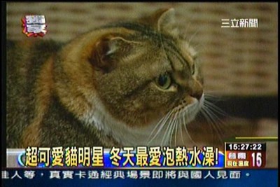 貓咪泡澡卡哇伊-愛泡澡貓糖糖上三立新聞嘍!