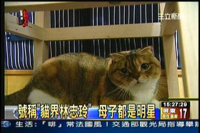 貓咪泡澡卡哇伊-愛泡澡貓糖糖上三立新聞嘍!