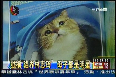 貓咪泡澡卡哇伊-愛泡澡貓糖糖上三立新聞嘍!